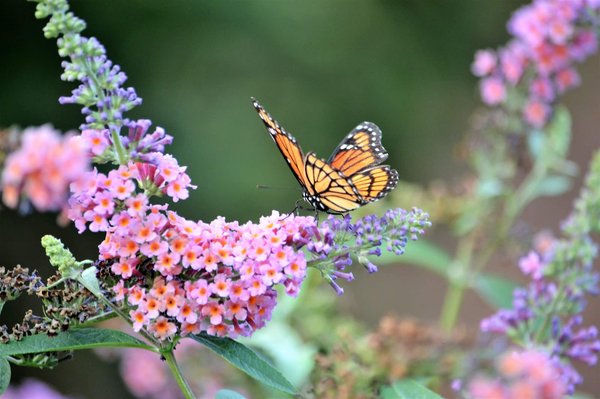 Mastering the Floral Dress: Essential Tips for Exuding Style and Professionalism at Work